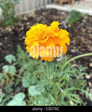 African marigold Stock Photo