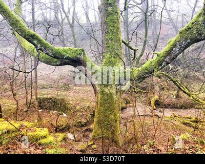 Moss Laden Ancient Tree in Ancient Woodland on a Misty Winter Morning. West Yorkshire, England, United Kingdom. Stock Photo