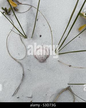 Seashell on white sand beach with dune plants Stock Photo