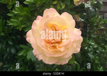 Pink rose Stock Photo