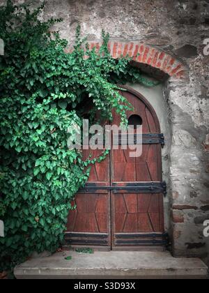 Old wooden door surrounded by green ivy leaves Stock Photo