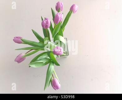 Pale lilac tulips in a glass vase on a white worktop Stock Photo