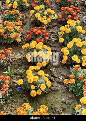 Marigold cultivation Stock Photo