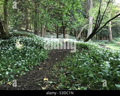 Wild garlic flowers in the woods Stock Photo