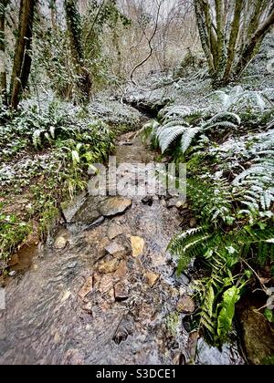 Woodland stream passing through snow covered trees and ferns, February. Stock Photo