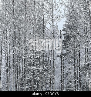 Aspen trees in the snow Stock Photo