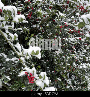 Holly tree with red berries under snow Stock Photo