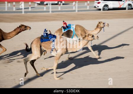 Camel Race-Al Bashair race course, Adam, Oman. February 2021 with robot driven camels directed by their owner using walkie talkie devices. Valuable prizes to be won. Stock Photo