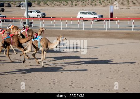 Camel Race-Al Bashair race course, Adam, Oman. February 2021 with robot driven camels directed by their owner using walkie talkie devices Stock Photo