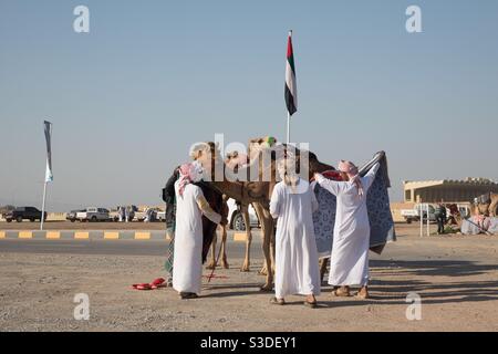 Al Bashair Camel Race: Feb.2021 Adam, Oman.The race brings the best of regional camels from Saudi Arabia,Qatar,UAE,and Oman.6day event. The winner with saffron paste and covered with blanket Stock Photo