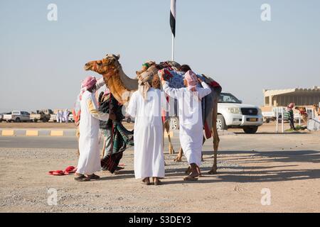 Al Bashair Camel Race: Feb.2021 Adam, Oman.The race brings the best of regional camels from Saudi Arabia,Qatar,UAE,and Oman.the winner pasted with saffron on head and neck. Stock Photo
