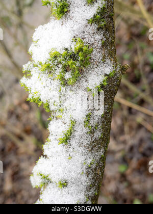 Sprinkling of snow on moss covered tree branch Stock Photo