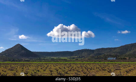 Fluffy white cloud against a blue sky above field of grape vines with distant hills on the horizon. Stock Photo