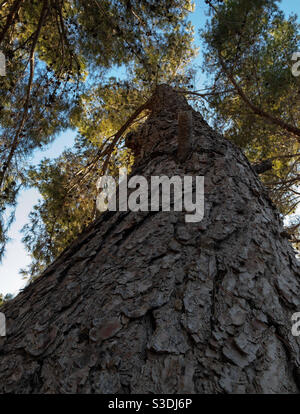 Looking up the trunk of a tall pine tree to the overhead branches and sky Stock Photo