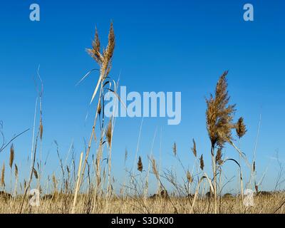 Some Phragmites australis (known as common Reed) grow tall against a clear blue sky in a field bathed in a warm light. Stock Photo