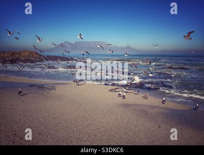 Flock of Seagulls against the backdrop of Table Mountain Stock Photo