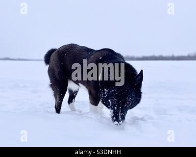 Karelian Bear Dog in the snow Stock Photo