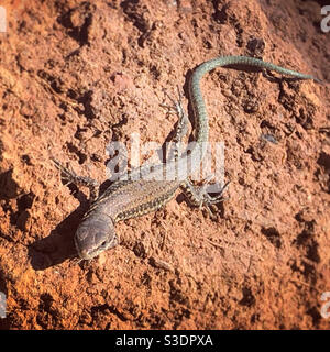 Common wall lizard sitting on a clump a red soil - Portugal - 2019 Stock Photo