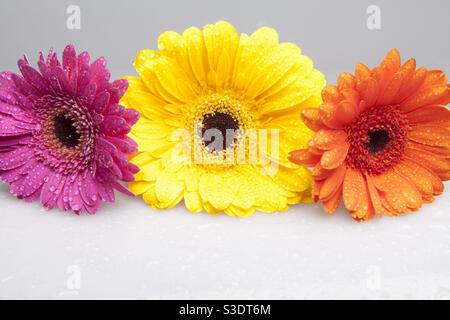 3 colourful Gerbera daises Stock Photo