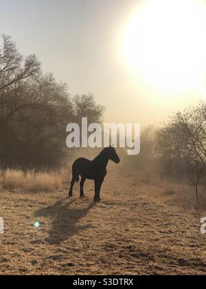 Majestic black stallion on a secluded farm Stock Photo