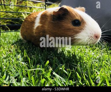 Cute baby guinea pig enjoying some time on the grass on a lovely summer’s day Stock Photo