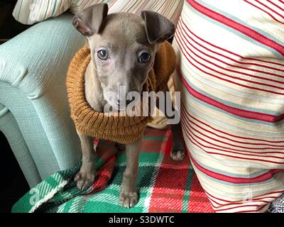 Puppy Italian greyhound on an armchair Stock Photo