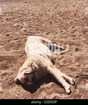 Stray dog sleeping on sand Stock Photo
