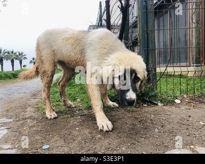 Stray dog puppy looking shy Stock Photo