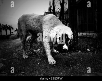 Stray dog looking shy or afraid Stock Photo
