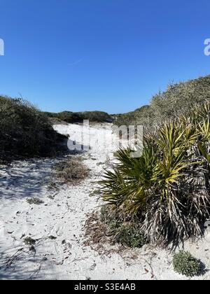 Hiking trail through white sand dunes at Grayton Beach State Park Florida Stock Photo