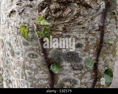 Ivy plant attached and growing on lichen covered tree bark Stock Photo