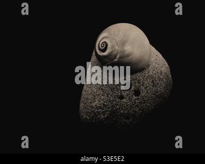 Still life image of a rock and snail shell on black background