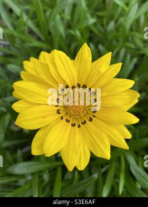 Treasure Flower - Gazania - African Daisy Stock Photo