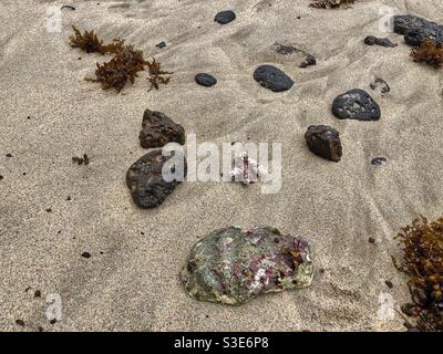 Seashells, stones and seaweed brought by storm on a sandy beach in Mauritius. Stock Photo