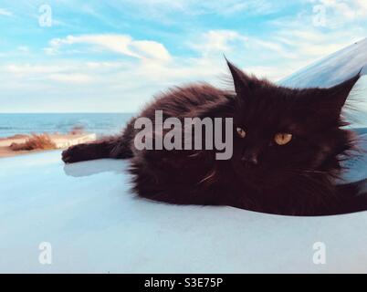 Black cat sitting on a white car by the sea Stock Photo