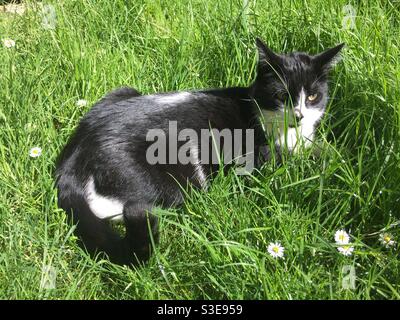 Black and white British short-haired cat enjoying the sunshine in a garden Stock Photo
