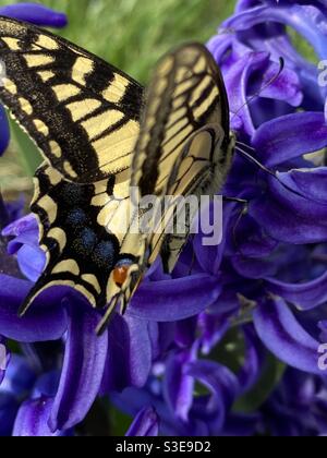 An anise swallowtail butterfly (papilio zelicaon) feeding on a purple hyacinth nectar in spring. Stock Photo