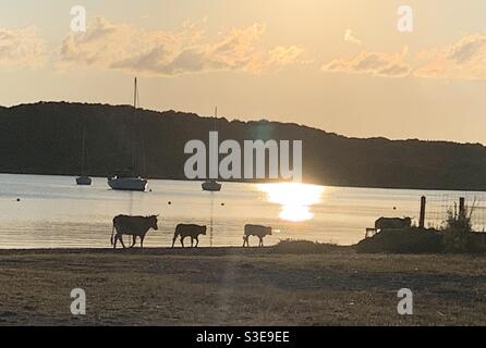 Wild cows cows walking on the beach at sunset in Sardinia Stock Photo