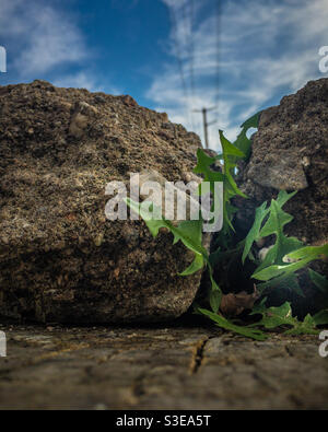 Little leafy plant growing between two rocks. Stock Photo