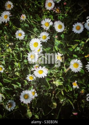 Daisies in flower in spring sunshine in March UK Stock Photo