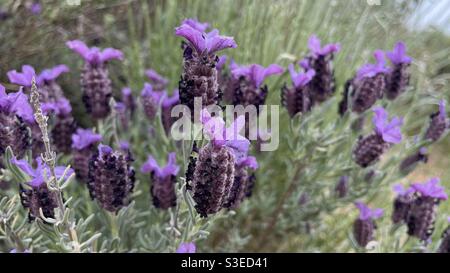 Lavandula stoechas L, known by several names including Spanish Lavender and Butterfly Lavender. Stock Photo
