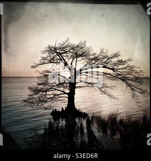 Cypress tree in Currituck Sound Stock Photo