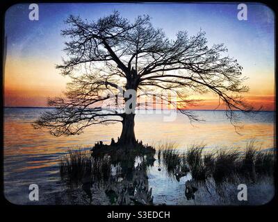 Cypress tree in water at sunset Stock Photo