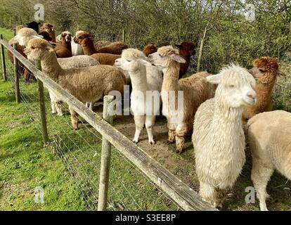 Lane house alpacas Stock Photo