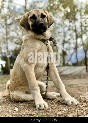 The world famous Turkish dog Kangal, Fang, puppy, his name is Mia Stock Photo