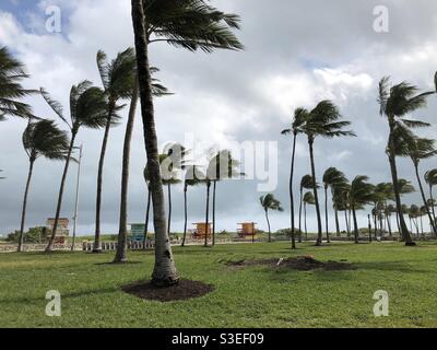 Palm trees in the wind at Lummus Park Miami Stock Photo