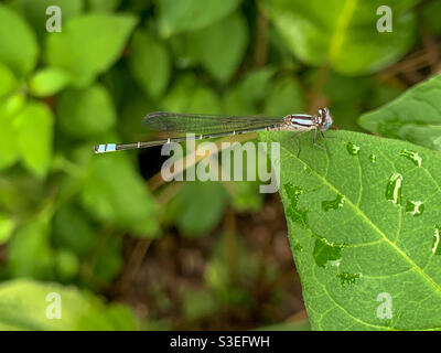 Fragile but tough, a delicate pastel blue and black dragon fly on a green leaf covered in water droplets Stock Photo