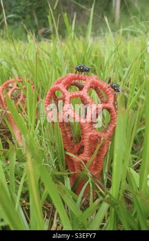 Clathrus Ruber or Latticed Stinkhorn fungus Stock Photo