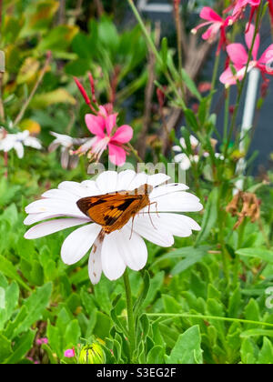 Pretty garden scene with Orange and black butterfly in a white African daisy and green foliage and hot pink Gaura flowers Stock Photo