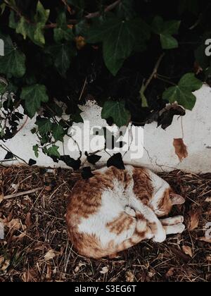 Stray cat sleeping peacefully on street Stock Photo